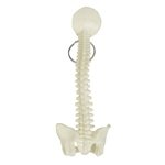 Spine and Pelvis Bone Keyring