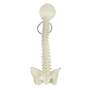 Spine and Pelvis Bone Keyring - Medical