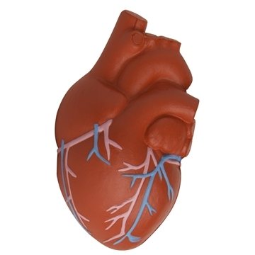 Image of 150 Customized Anatomic Heart with Veins Stress Reliever - Medical ...