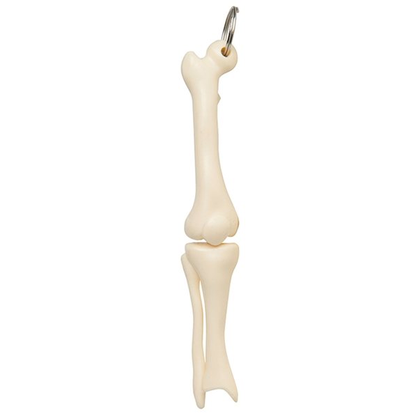 Knee Joint Bone Keyring - Movable Joint