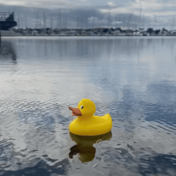 Jumbo Duck - Quacking - giant 12" X 10" X 11"